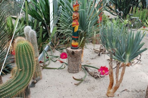 Anny Cactus